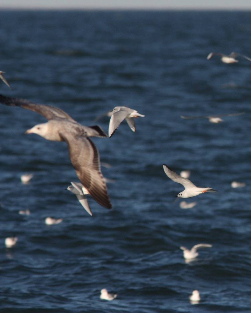 Bonaparte's Gulls with a Herring Gull by Dan Irizarry is marked with CC BY-NC-SA 2.0.